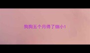 狗狗五个月得了细小