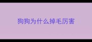 狗狗为什么掉毛厉害