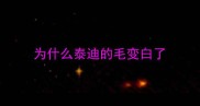 为什么泰迪的毛变白了