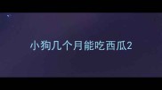 小狗几个月能吃西瓜