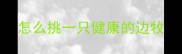 怎么挑一只健康的边牧