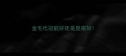 金毛吃冠能好还是皇家好