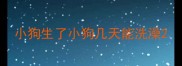 小狗生了小狗几天能洗澡