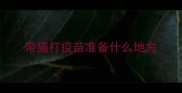 带猫打疫苗准备什么地方