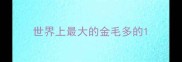 世界上最大的金毛多的