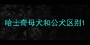 哈士奇母犬和公犬区别