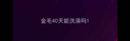 金毛40天能洗澡吗