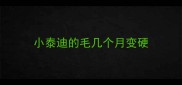 小泰迪的毛几个月变硬