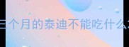 三个月的泰迪不能吃什么
