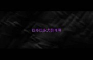 拉布拉多犬剪耳照