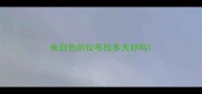米白色的拉布拉多犬好吗