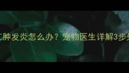 拉布拉多肛门腺红肿发炎怎么办宠物医生详解3步处理法及预防指南