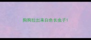 狗狗拉出来白色长虫子