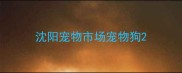 沈阳宠物市场宠物狗