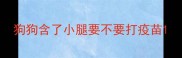 狗狗含了小腿要不要打疫苗