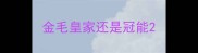 金毛皇家还是冠能