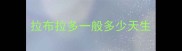 拉布拉多一般多少天生