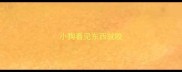 小狗看见东西就咬