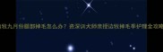 边牧九月份腿部掉毛怎么办资深训犬师亲授边牧掉毛季护理全攻略