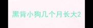 黑背小狗几个月长大