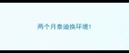 两个月泰迪换环境