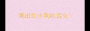 刚出生小狗吐舌头