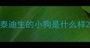 泰迪生的小狗是什么样