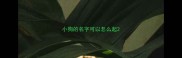 小狗的名字可以怎么起