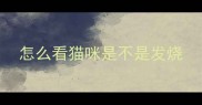 怎么看猫咪是不是发烧