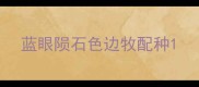 蓝眼陨石色边牧配种