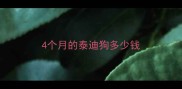 4个月的泰迪狗多少钱