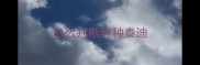 怎么判断纯种泰迪