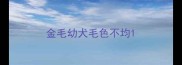 金毛幼犬毛色不均