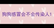 狗狗感冒会不会传染人