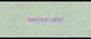 猫咪打架伤口喷药