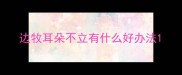 边牧耳朵不立有什么好办法
