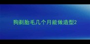 狗剃胎毛几个月能做造型