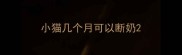 小猫几个月可以断奶