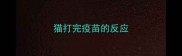 猫打完疫苗的反应