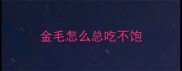 金毛怎么总吃不饱