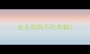 金毛狗狗不吃狗粮