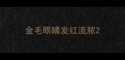 金毛眼睛发红流脓