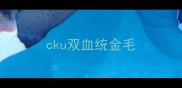 cku双血统金毛