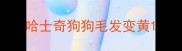 哈士奇狗狗毛发变黄