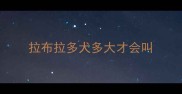 拉布拉多犬多大才会叫