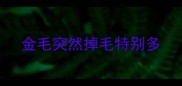 金毛突然掉毛特别多