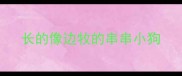 长的像边牧的串串小狗