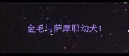 金毛与萨摩耶幼犬