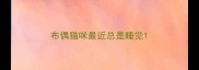 布偶猫咪最近总是睡觉