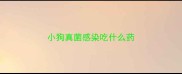 小狗真菌感染吃什么药